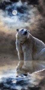 Océano,Mamífero,Oso Polar,Reflexión,Animales,Oceano