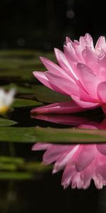 Reflection,Swamp,Water,Smooth,Surface,Water Lily,Flowers,Greens