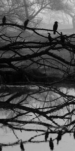 Reflection,Tree,Nature,Bw,Wood,Chb,Bird