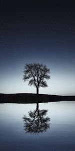 Reflection,Tree,Nature,Water,Wood,Night