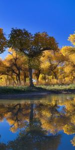 Reflection,Trees,Nature,Autumn