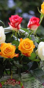 Registration,Typography,Basket,Flowers,Roses