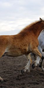 Rapports,Animaux,Domaine,Champ,Relations,Les Chevaux,Chevaux