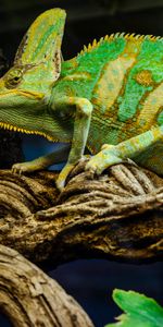 Reptile,Chameleon,Mimicry,Animals