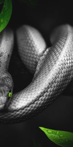 Reptile,Photoshop,Eyes,Snake,Animals,Leaves