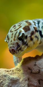 Reptile,Wonder Gecko,Skink,Terrarium,Animals