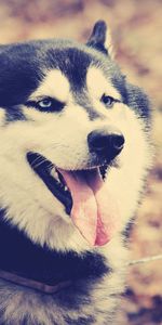 Rest,Husky,Haska,Tongue,Language,Animals,Dog,Relaxation