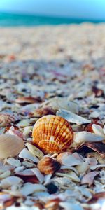 Rest,Nature,Sea,Shells,Relaxation,Beach