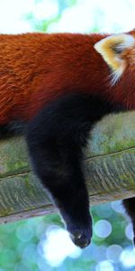 Rest,Sleep,Red Panda,Little Panda,Small Panda,Relaxation,Branch,Panda,Dream,Animals