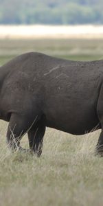 Rhinoceros,Animals,Beautiful,Stroll,Large,Big,Field