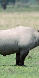 Beau,Flâner,Animaux,Belle,Promenade,Rhinocéros,Ombre