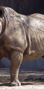 Rhinoceros,Food,Grass,Horn,Animals