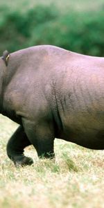 Sky,Herbe,Animaux,Flâner,Promenade,Rhinocéros