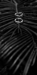 Rings,Palm,Branch,Bw,Chb,Love