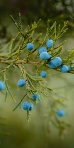 Ripe,Bilberries,Berries,Branch,Food