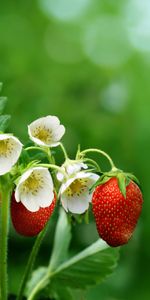 Ripe,Strawberry,Berries,Blur,Smooth,Flowers,Food