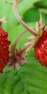 Ripe,Wild Berry,Forest Berry,Food,Strawberry,Wild Strawberries,Leaves