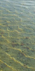 Ripple,Water,Transparent,Ripples,Bottom,Nature