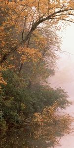 Arbres,Rivières,Paysage,Automne