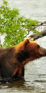 Ríos,Soportar,Oso,Depredador,Acosar,Animales,Caza