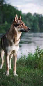 Animal Domestique,Rivières,Animal,Animaux,Chien