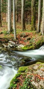 Naturaleza,Ríos,Bosque