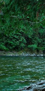 Naturaleza,Ríos,Canadá,Bosque