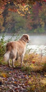 Animaux,Herbe,Flâner,Promenade,Rivières,Chien