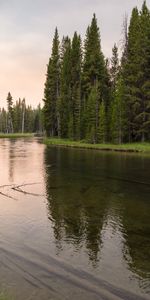 Rivers,Grass,Driftwood,Nature,Forest