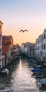 Rivers,Gull,Channel,Venice,Seagull,Cities,Italy