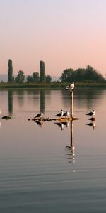 Rivers,Landscape,Birds