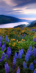 Rivers,Landscape,Flowers