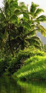 Rivers,Landscape,Palms