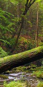 Rivers,Landscape,Trees