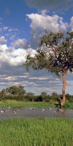 Paisaje,Ríos,Árboles,Cielo