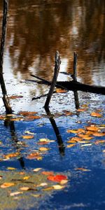 Naturaleza,Ríos,Otoño,Hojas,Bosque,Sucursales,Ramas,Reflexión