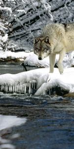 Rivers,Snow,Wolf,Water,Animals,Spring