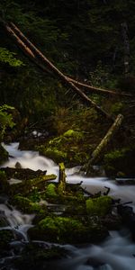 Nature,Branches,Rivières,Noyaux,Mousse,Couler,Ruisseau