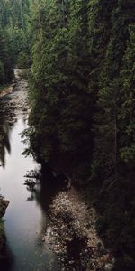 Rivers,Stones,Fir,Spruce,Nature,Trees,Forest