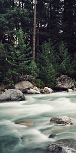 Rivers,Stones,Forest,Flow,Spruce,Fir,Stream,Nature,Trees