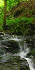 Naturaleza,Ríos,Stones,Bosque,Gluglú,Murmullo,Arroyo,Cala