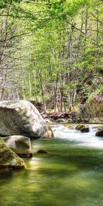 Nature,Noyaux,Forêt,Rivières,Couler