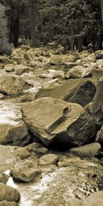 Rivers,Stones,Wood,Tree,Roots,Trunk,Nature,Black And White