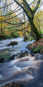 Noyaux,Nature,Forêt,Rivières,Couler,Ruisseau