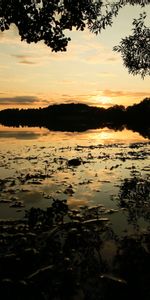 Rivers,Sunset,Bush,Branch,Nature