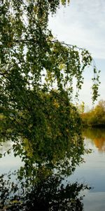 Rivers,Tree,Grass,Summer,Wood,Nature