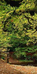 Nature,Parc,Arbres,Feuilles,Forêt,Le Parc,Pont,Rivières,Automne