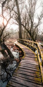 Rivers,Trees,Branches,Bridge,Nature