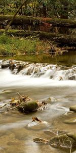 Rivers,Trees,Branches,Moss,Nature,Stones,Forest