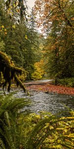 Rivers,Trees,Branches,Nature,Fern